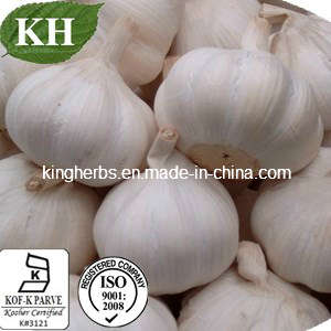 China Natural Garlic Extract GMP Factory